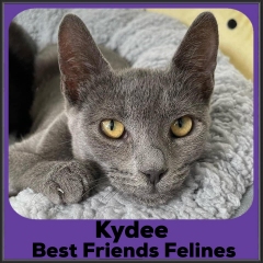 2022-Kydee