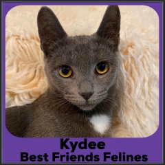 2022-Kydee1