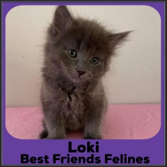 2022-Loki