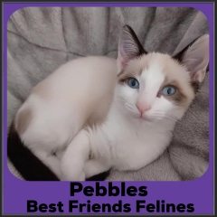 2022-Pebbles