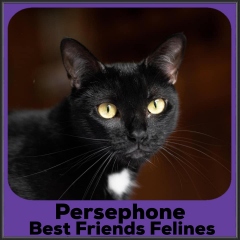 2022-Persephone