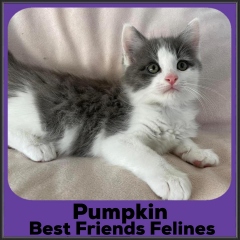 2022-Pumpkin