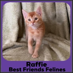 2022-Raffie