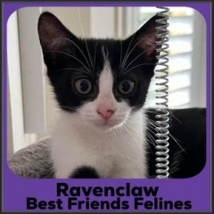 2022-Ravenclaw