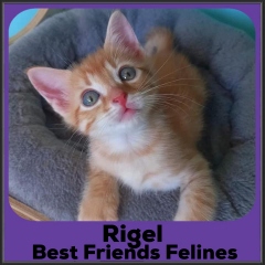 2022-Rigel