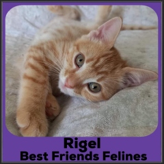 2022-Rigel1