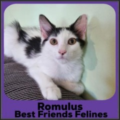 2022-Romulus