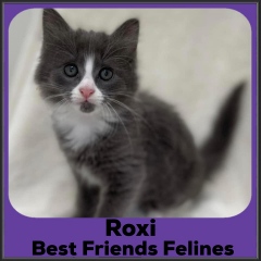 2022-Roxi