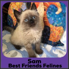 2022-Sam