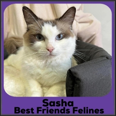 2022-Sasha