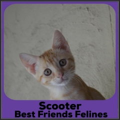 2022-Scooter