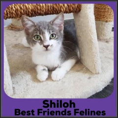 2022-Shiloh