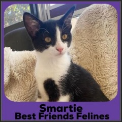 2022-Smartie
