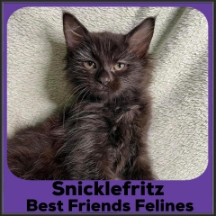 2022-Snicklefritz