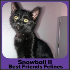2022-Snowball-2
