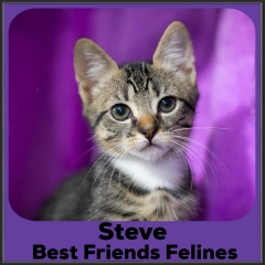 2022-Steve