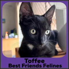 2022-Toffee