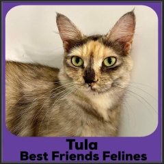 2022-Tula