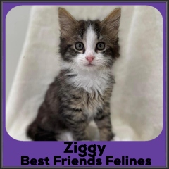 2022-Ziggy
