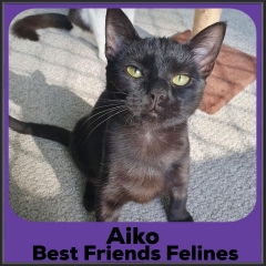 2023-Aiko