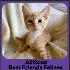 2023-Atticus