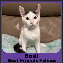 2023-Basil