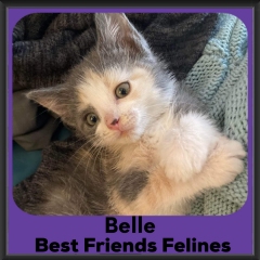 2023-Belle