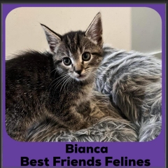 2023-Bianca