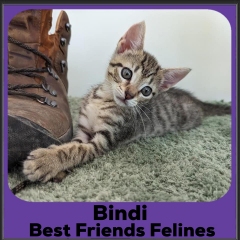 2023-Bindi