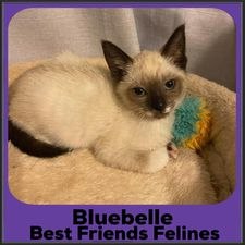 2023-Bluebelle
