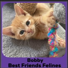 2023-Bobby