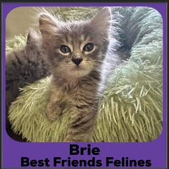 2023-Brie