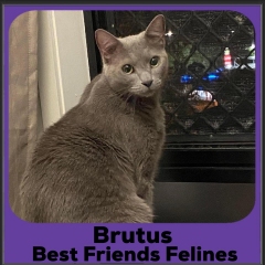 2023-Brutus