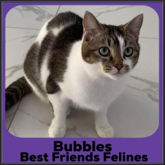 2023-Bubbles