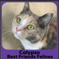 2023-Calypso2