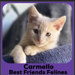 2023-Carmello