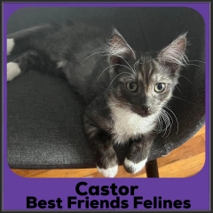 2023-Castor