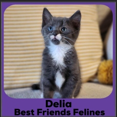 2023-Delia