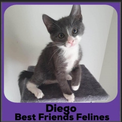 2023-Diego