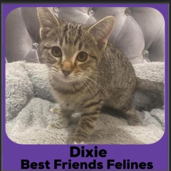 2023-Dixie