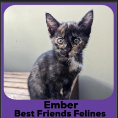 2023-Ember