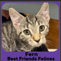 2023-Fern