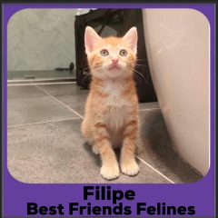 2023-Filipe