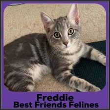 2023-Freddie