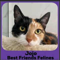 2023-JOJO