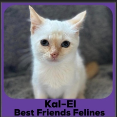 2023-KalEL