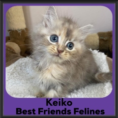 2023-Keiko