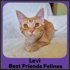 2023-Levi3