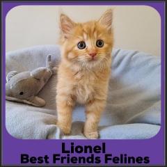 2023-Lionel