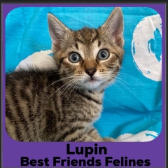2023-Lupin